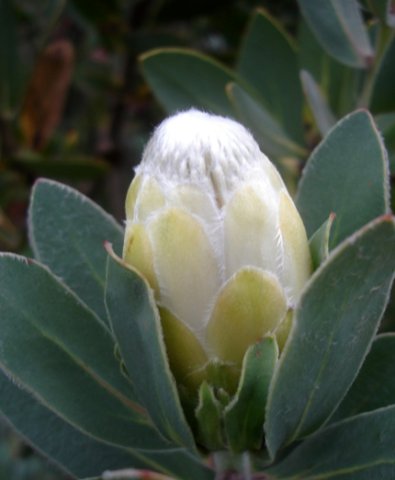 Protea subvestita bud becoming flowerhead